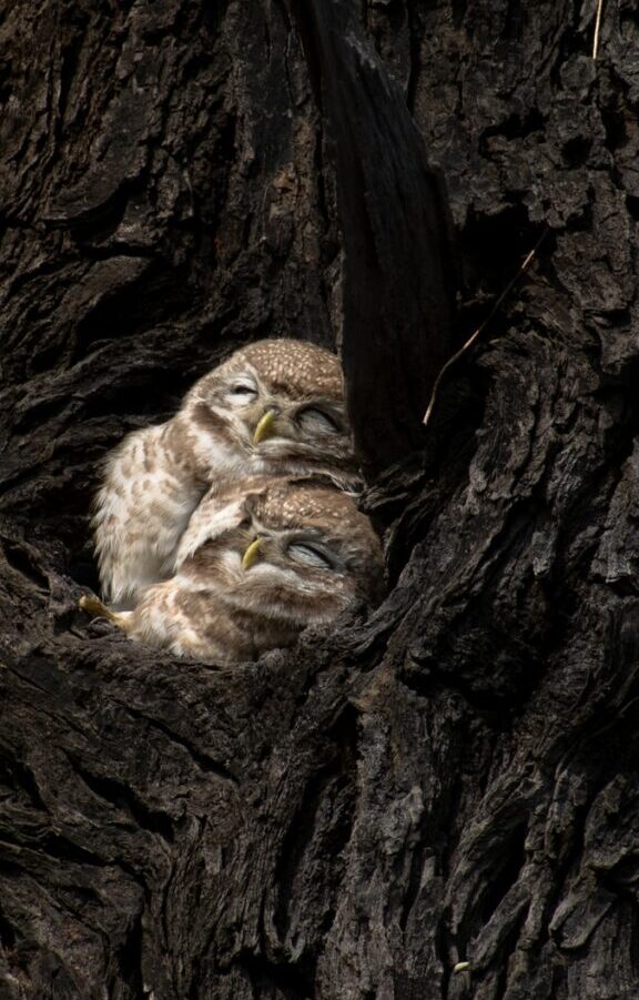 brown owlets in nest