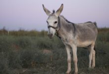 grey donkey