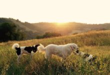photography of three playing dogs on grass field
