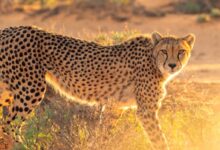 cheetah on grass field