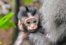 black monkey on brown tree branch during daytime