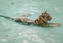 tiger taking bath