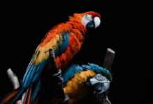 red yellow and blue macaw