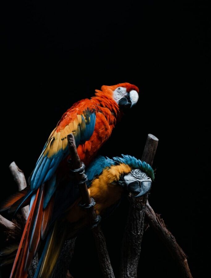 red yellow and blue macaw