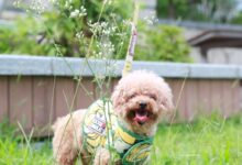 brown poodle puppy with leash