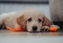 yellow Labrador puppy