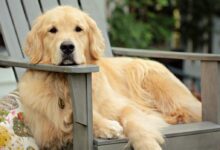 golden retriever puppy on grey wooden fence during daytime