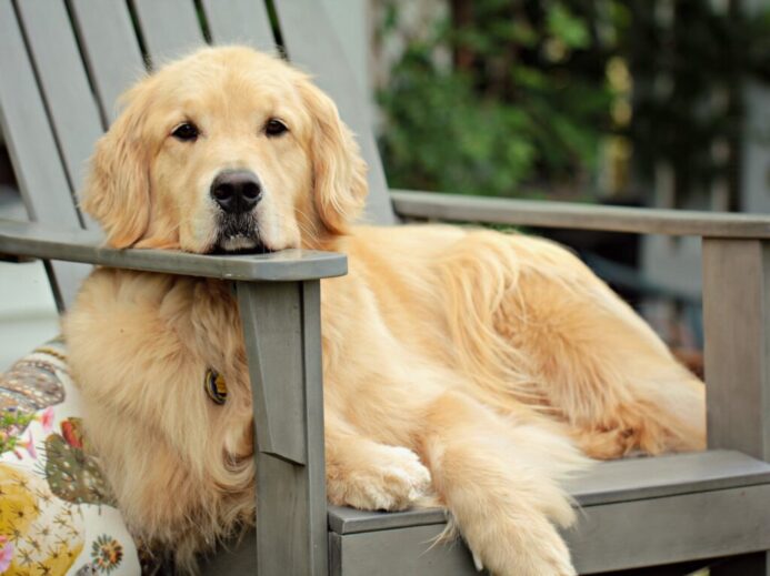 golden retriever puppy on grey wooden fence during daytime