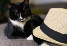 tuxedo cat on gray textile