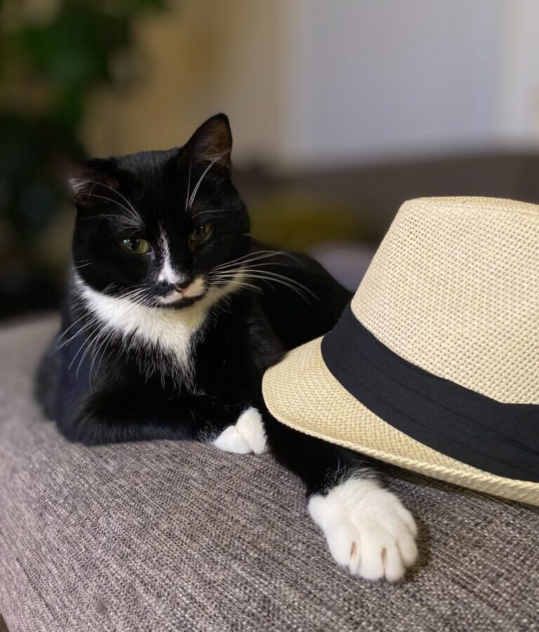 tuxedo cat on gray textile