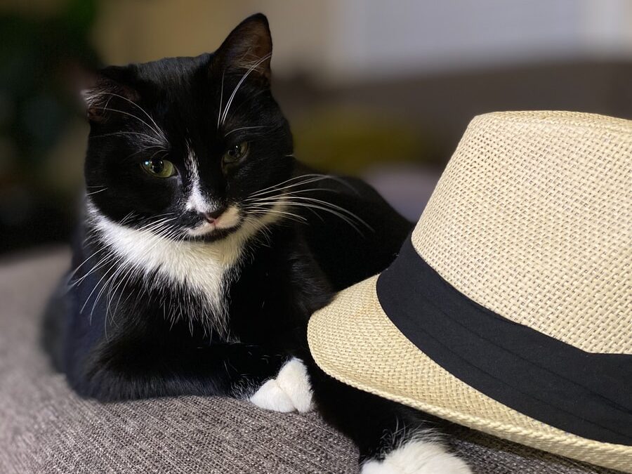 tuxedo cat on gray textile
