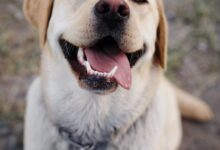 adult yellow Labrador retriever