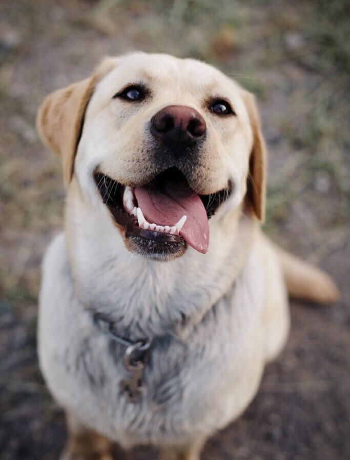 adult yellow Labrador retriever