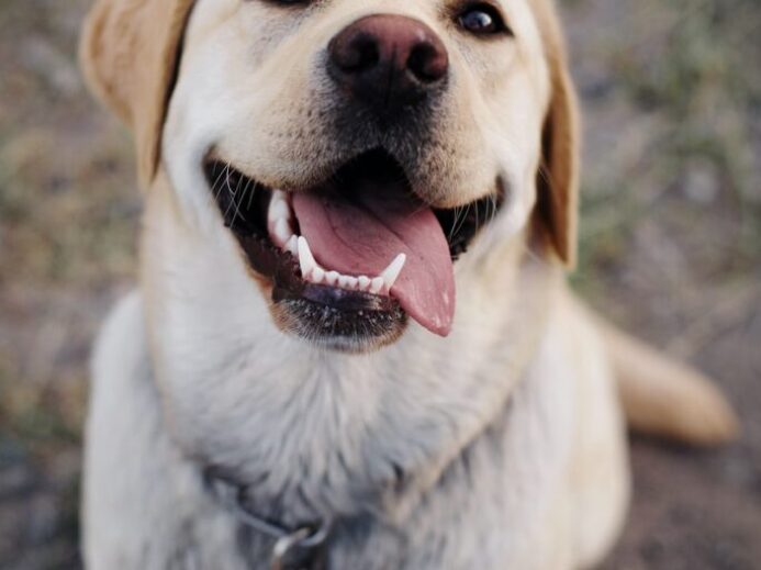 adult yellow Labrador retriever