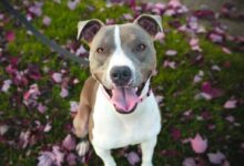 short-coat tan and white dog with grey leash