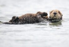 brown seal on water during daytime