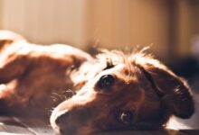 short-coated brown dog lying on gray surface