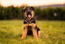 black and tan short coat medium dog running on green grass field during daytime