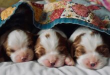 long-coated tan and white puppies