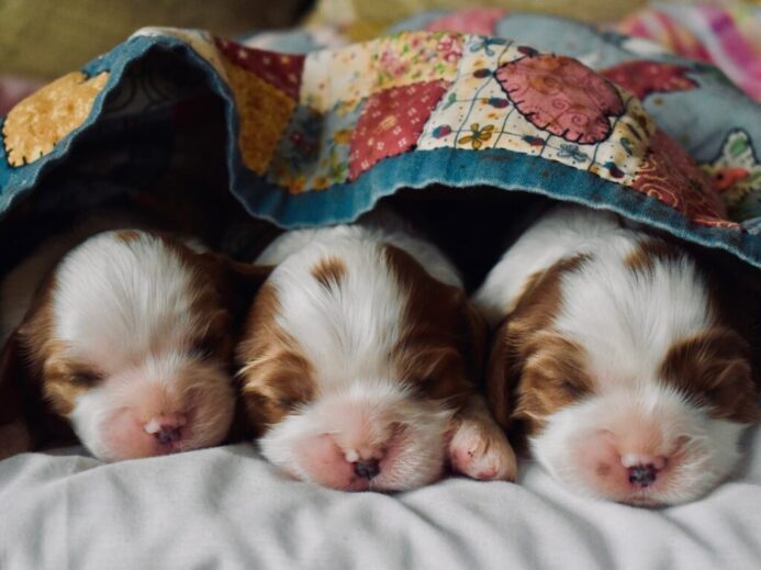 long-coated tan and white puppies