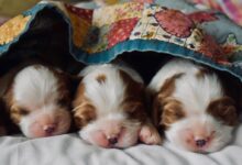 long-coated tan and white puppies