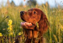 adult golden Labrador retriever dog surrounded by green grass