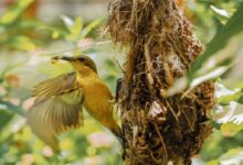 yellow bird on brown nest during daytime