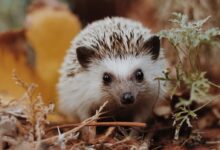 selective focus photography of white hedgehog on grass