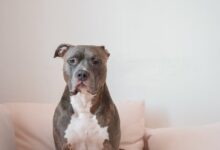 adult tan and white American pit bull terrier