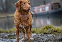 long-coated brown dog