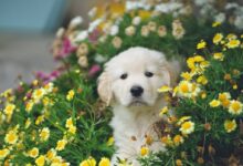 white and brown short coated puppy on blue flower field during daytime