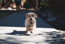 short-coated beige puppy