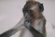 closeup photo of monkey