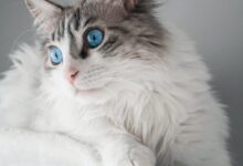 white and brown long fur cat