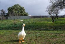 white duck on green grass field during daytime