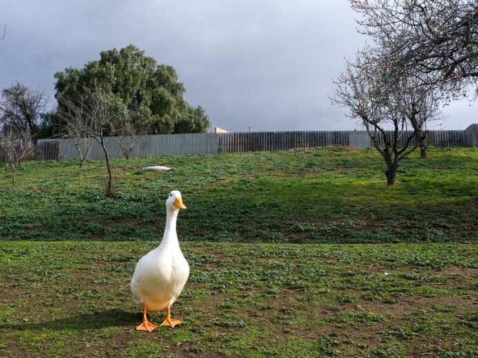 white duck on green grass field during daytime