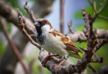 brown and white bird on tree branch