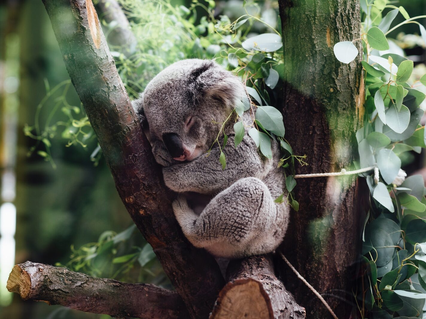 - NeposlušnéTlapky koala sleeping on tree branch