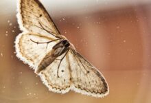 shallow focus photography of brown butterfly