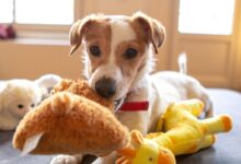 white and brown short coated dog on brown bear plush toy