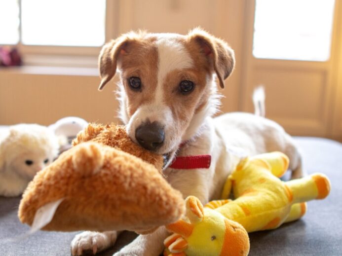 white and brown short coated dog on brown bear plush toy