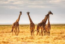 three giraffes on brown grass field during daytime