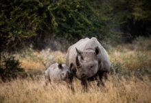 two rhinoceros on brown grass field during daytime