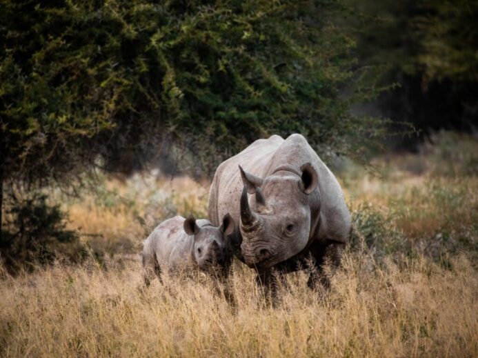 two rhinoceros on brown grass field during daytime