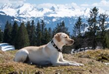 yellow labrador retriever lying on green grass field during daytime