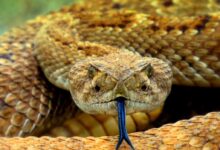 brown snake on brown soil
