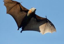 brown bat