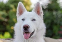 white wolf in tilt shift lens