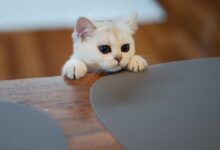 white cat on brown wooden table