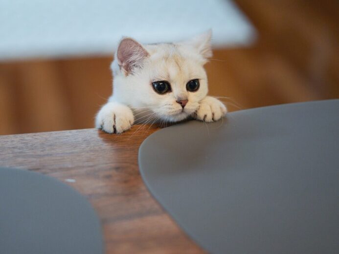 white cat on brown wooden table